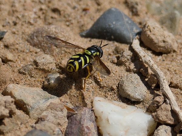 <h3><a href="/trips/ebro/biota/animalia/arthropoda/insecta/diptera/syrphidae/chrysotoxum intermedium/chrysotoxum intermedium-nl.html">Chrysotoxum&nbsp;intermedium</a> /  / Kale&nbsp;fopwesp</h3>OM-1 Mark II met OLYMPUS M.300mm F4.0, 1/2500 sec  bij F4.5, ISO 200, afstand 2.38&nbsp;m